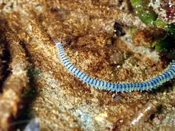 Bobbit Worm