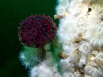 Short Plumose Anemones