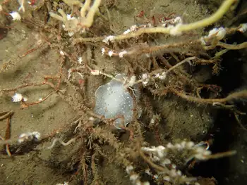 California Berthella
