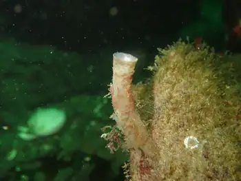 Tube Worm