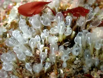 Yellow Social Tunicate
