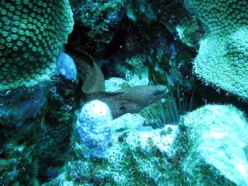 Spotted Moray Eel