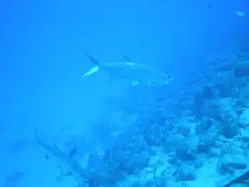 Tarpon