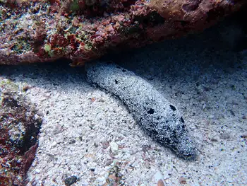 Atra Sea Cucumber