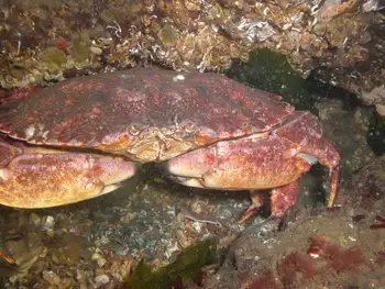 Red Rock Crab