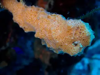 Sponge