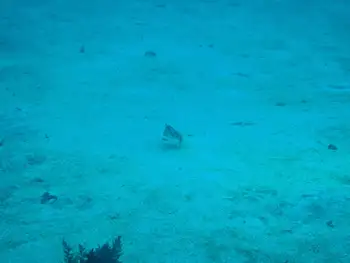 red lipped batfish