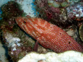 Tiger Grouper