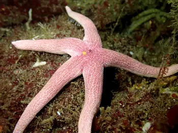 Blood Star