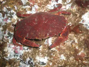Red Rock Crab