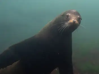 California Sea Lion