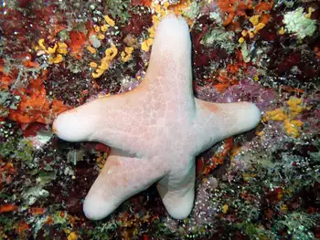 Granulated Star