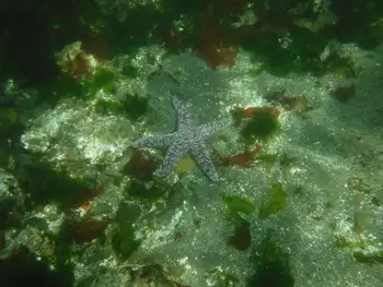 Ochre Star
