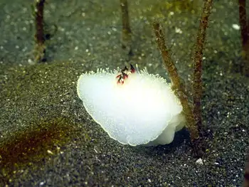 Nanaimo Nudibranch