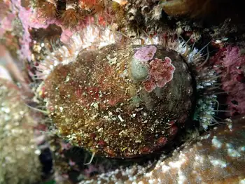 Northern Abalone