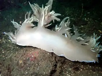 Giant Nudibranch