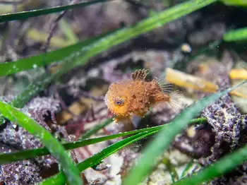Spiny Lumpsucker