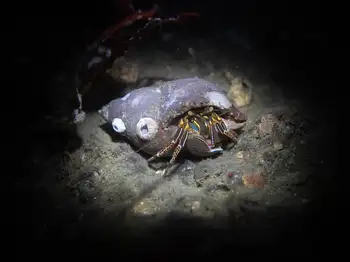 widehand hermit crab