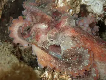 Juvenile Red Octopus