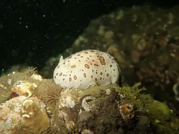 Leopard Nudibranch