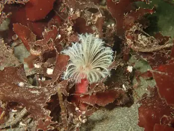 Feather Duster Worm