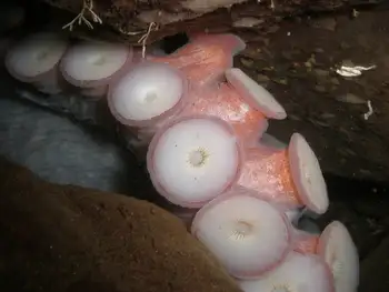 Giant Pacific Octopus