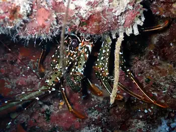 spotted spiny lobster