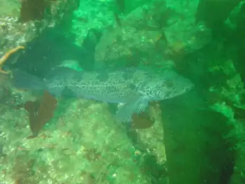 Lingcod