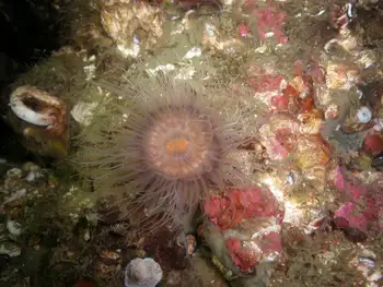 Tiny Orange Anemone