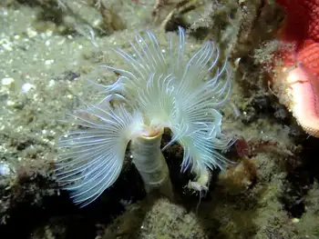 Feather Duster Worm