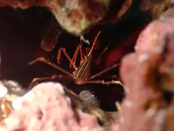 Arrow Crab