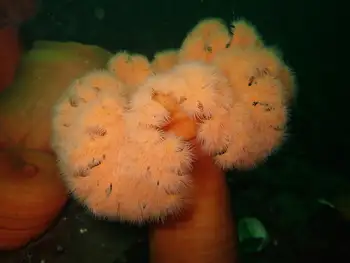 Metridium Anemone