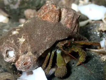 hermit crab