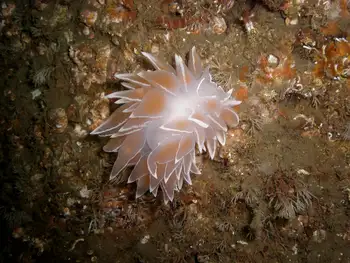 Hydroids