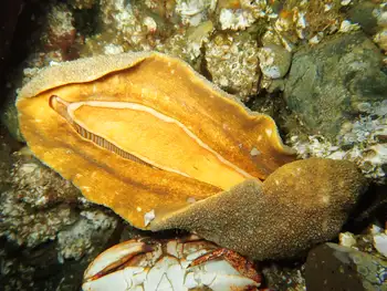 Gumboot Chiton