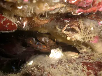 Porcelain Crab
