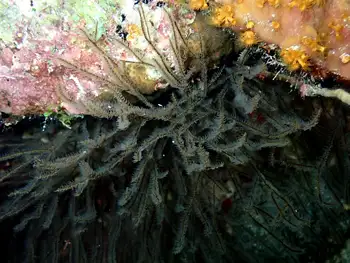 Hydroids