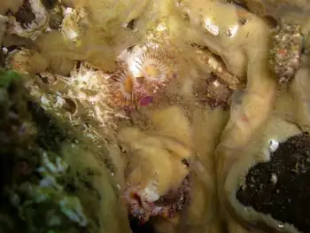 Sponge