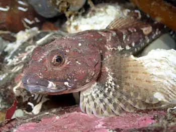 rosylip sculpin