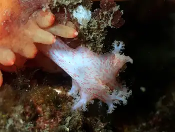 California Sea Cucumber