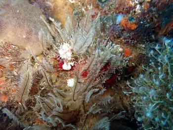 aglaophenia diegensis hydroid