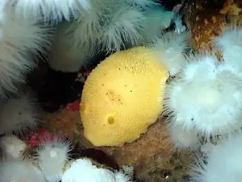 Noble Sea Lemon