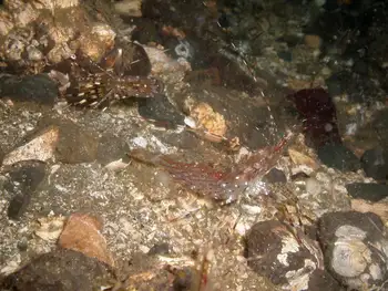 Shrimp