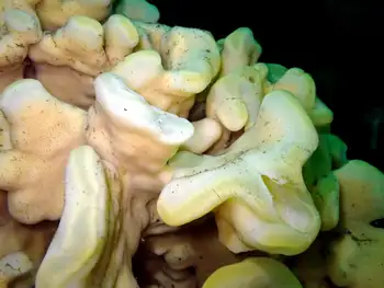 Cloud Sponge