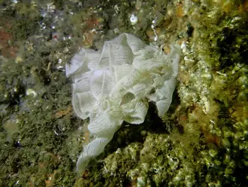 Eggs Nudibranch