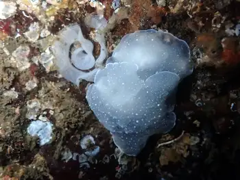 eggs california berthella