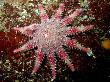 Rose Star