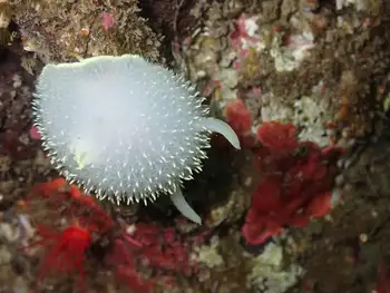 Yellow Rimmed Nudibranch