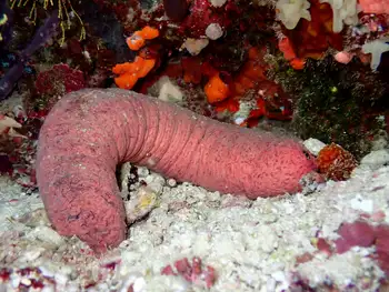edible sea cucumber
