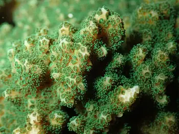 Pocillopora Coral